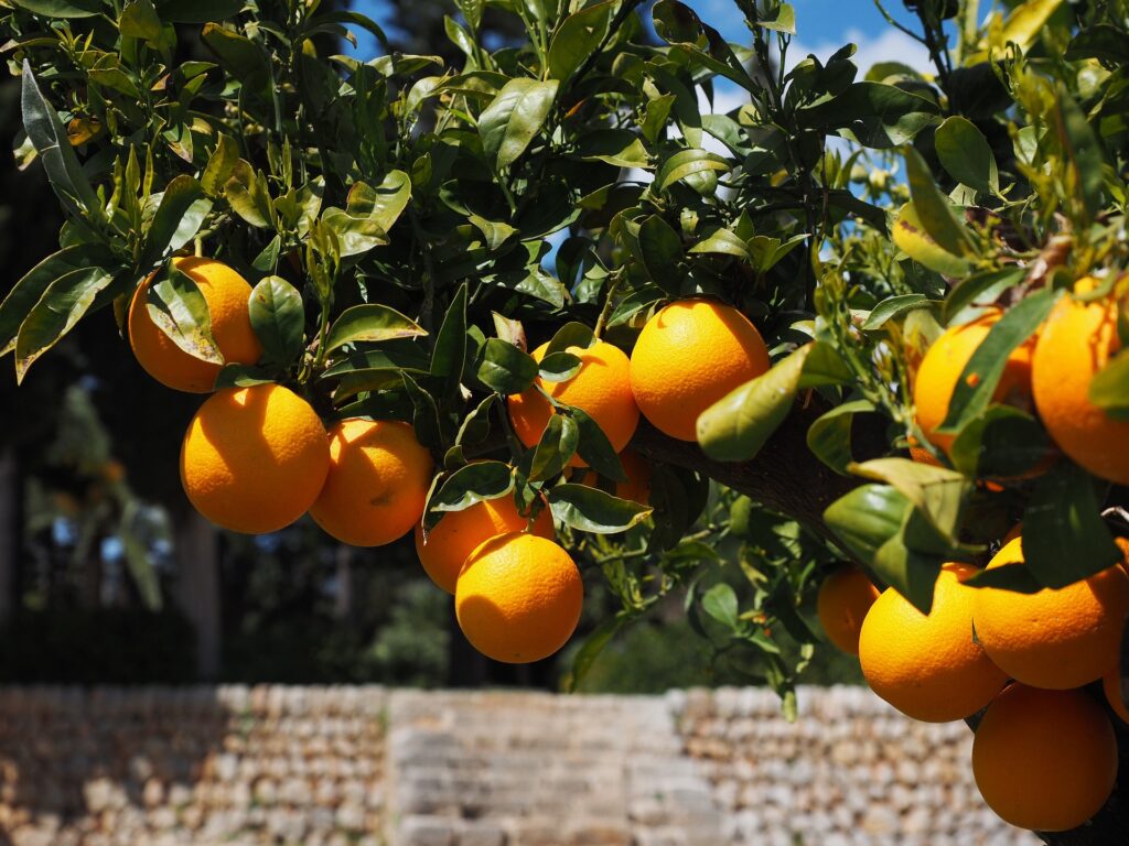 narancsos-smoothie_hatasai